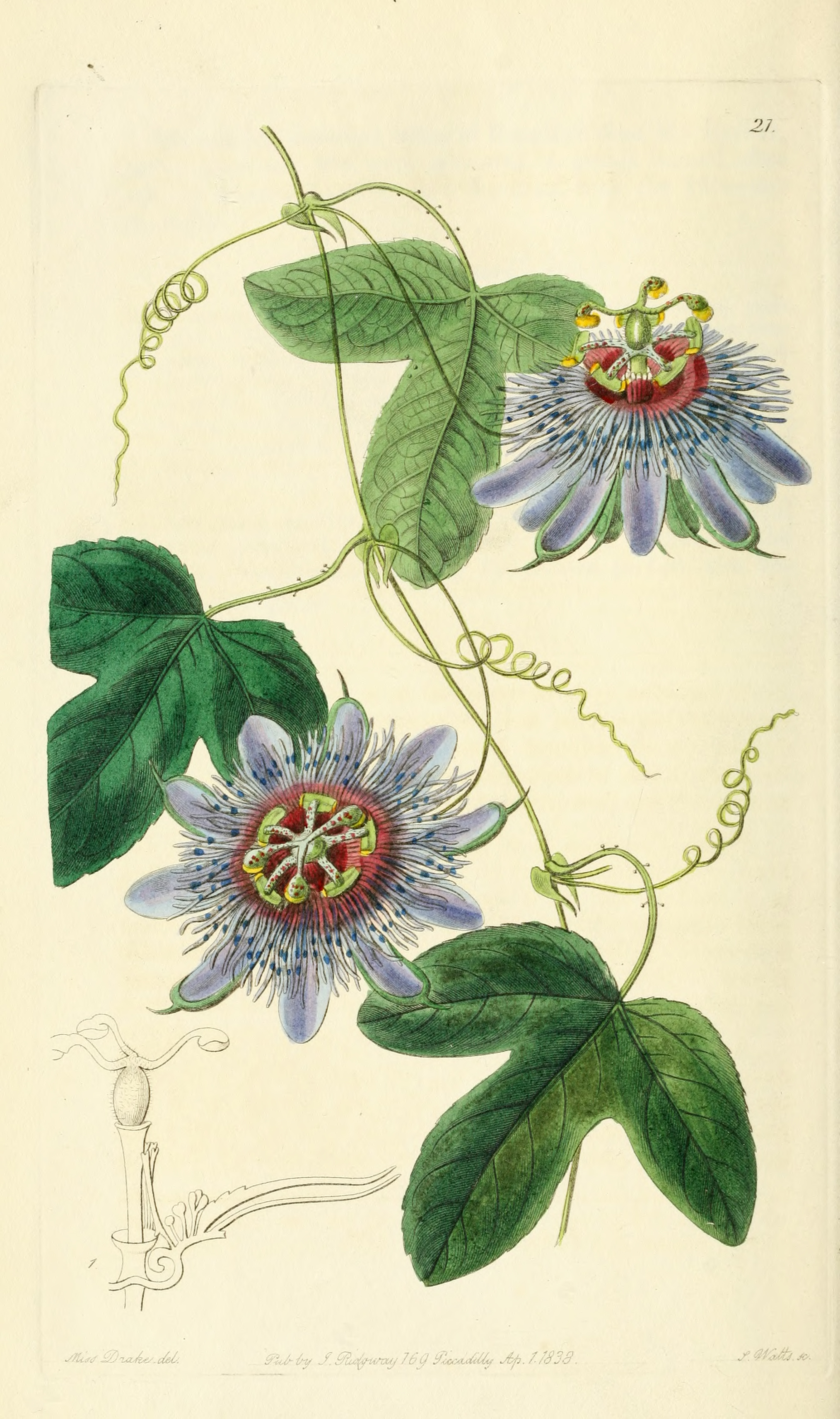 Passiflora amethystina  Edwards Botanical Register