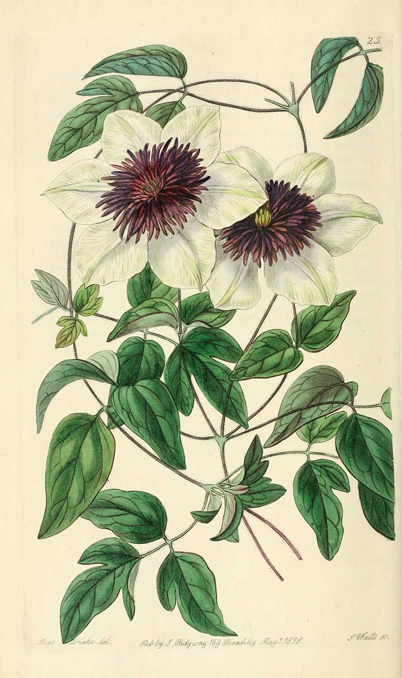 Clematis Florida Edwards Botanical Register