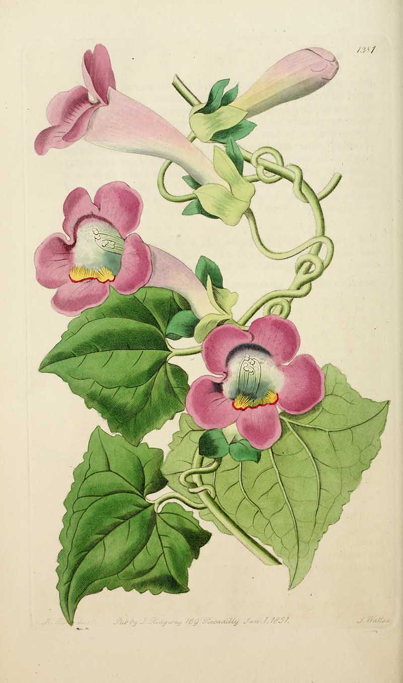 Creeping Gloxinia  edwards Botanical Register