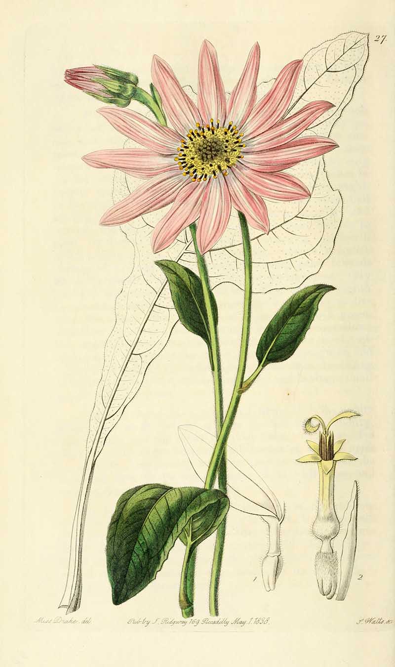 Mr. Dickson's Echinacea  edwards Botanical Register