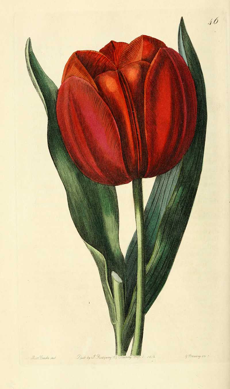 Gesners tulip Edwards Botanical Register