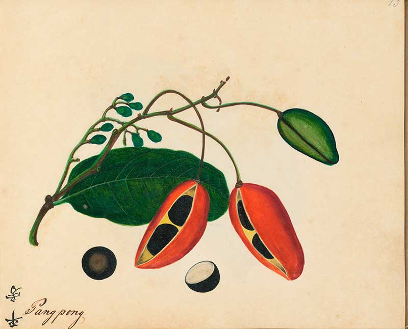 Exotic Fruit watercolours Samrong