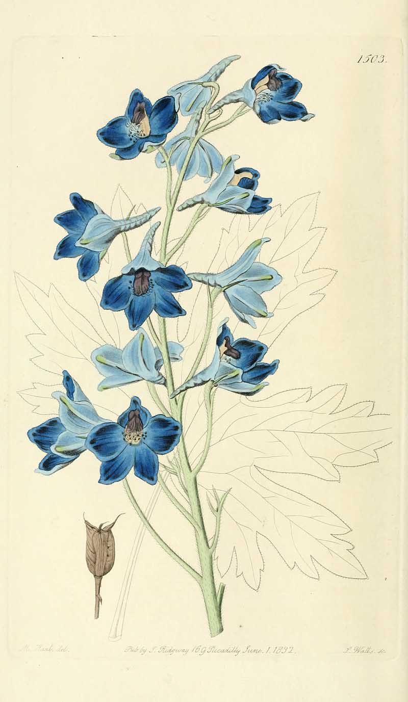 Shewy Delphinium  Edwards Botanical Registar
