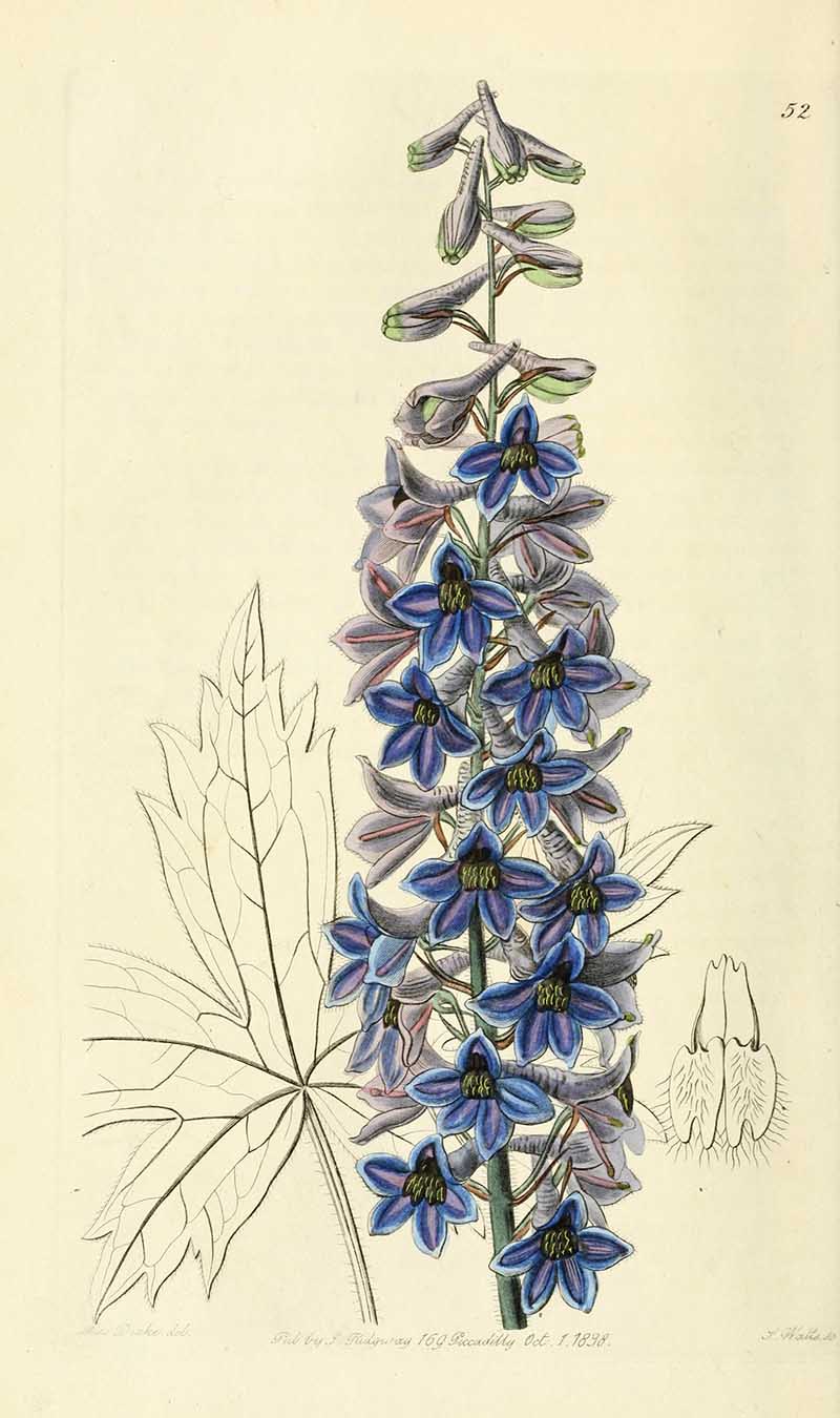 Sapphire Delphinium Edwards Botanical Register