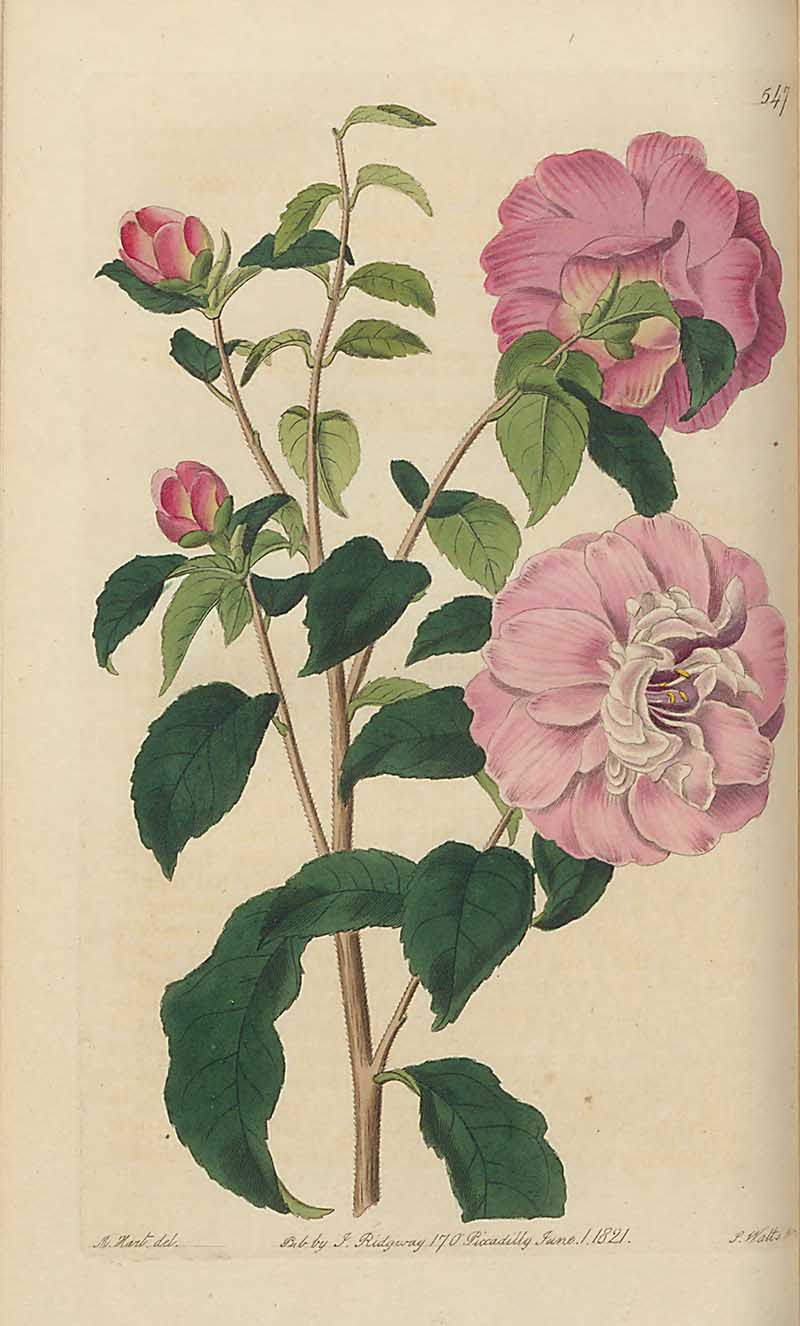 Pink Camellia Edwards Botanical Register