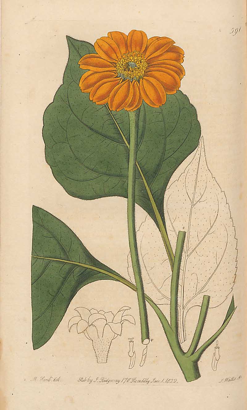 Mexican Sunflower  Edwards Botanical Register