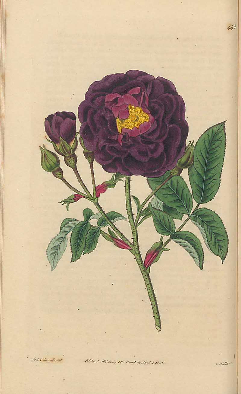 Tuscany Rose Edwards Botanical Register