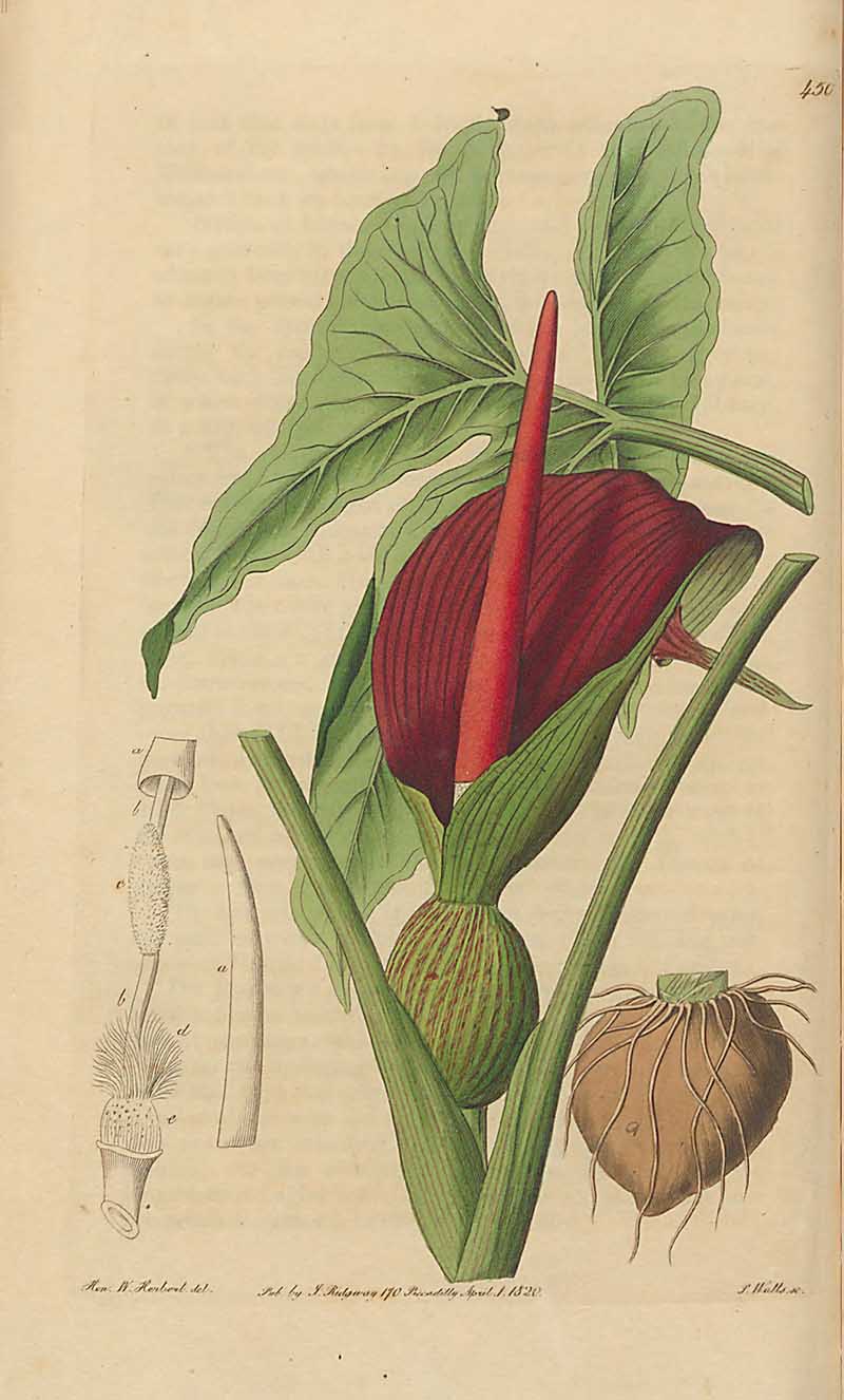 Arum orixensis Edwards Botanical Register