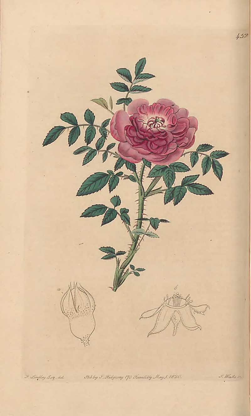 Burgandy Rose edwards Botanical register