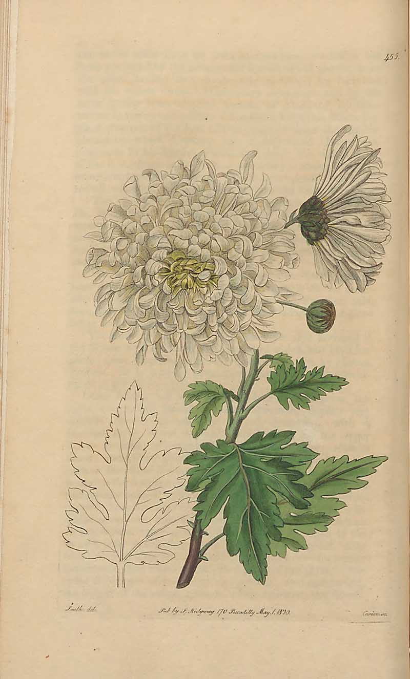 White Indian Chrysanthemum Edwards Botanical Register