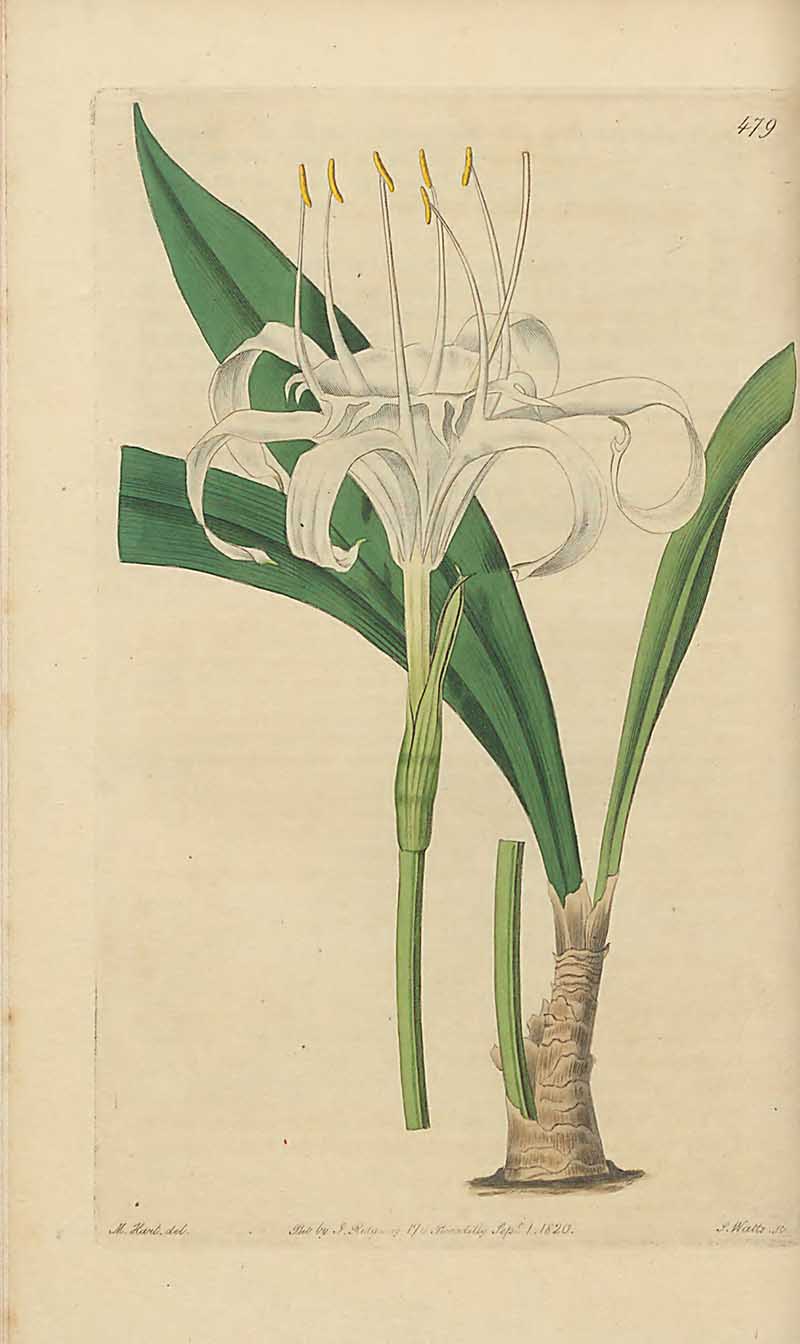 Sea Daffodils  edwards Botanical register