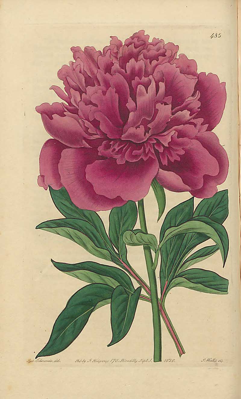 Double Sweet-Sented Chinese Peony  edwards Botanical register