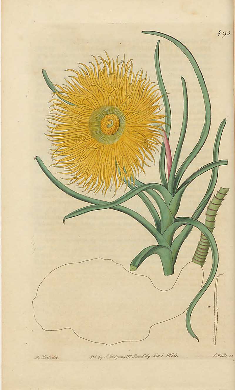 Fig Marigold Edwards Botanical Register