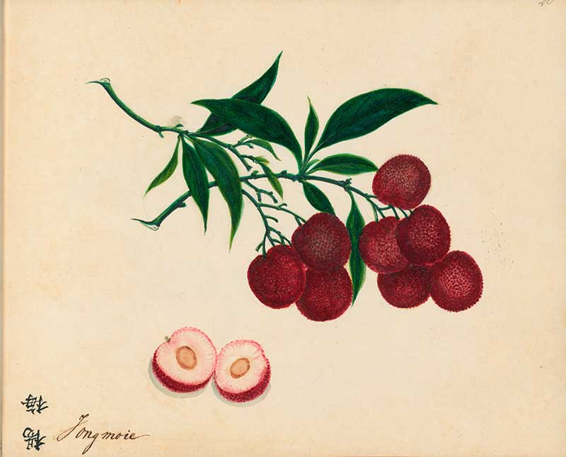 Exotic Fruit watercolours Yangmei Chinese Strawberry 