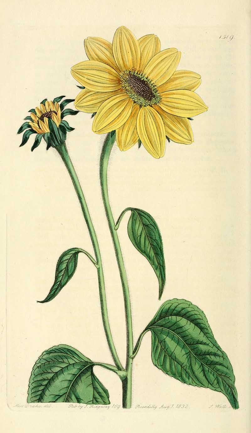 Trumpet Stalked Sunflower  edwards' Botanical Registar