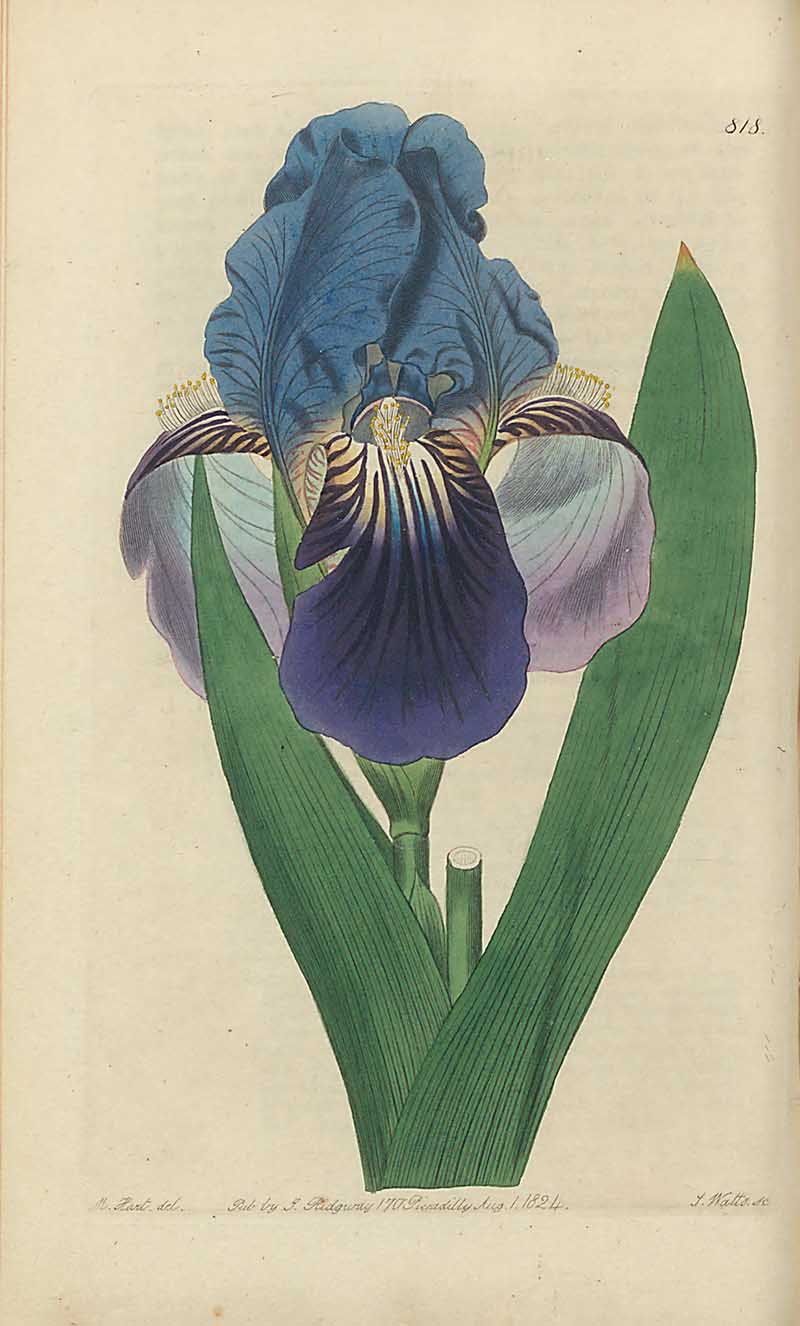 Nepal Iris Edwards Botanical Registar