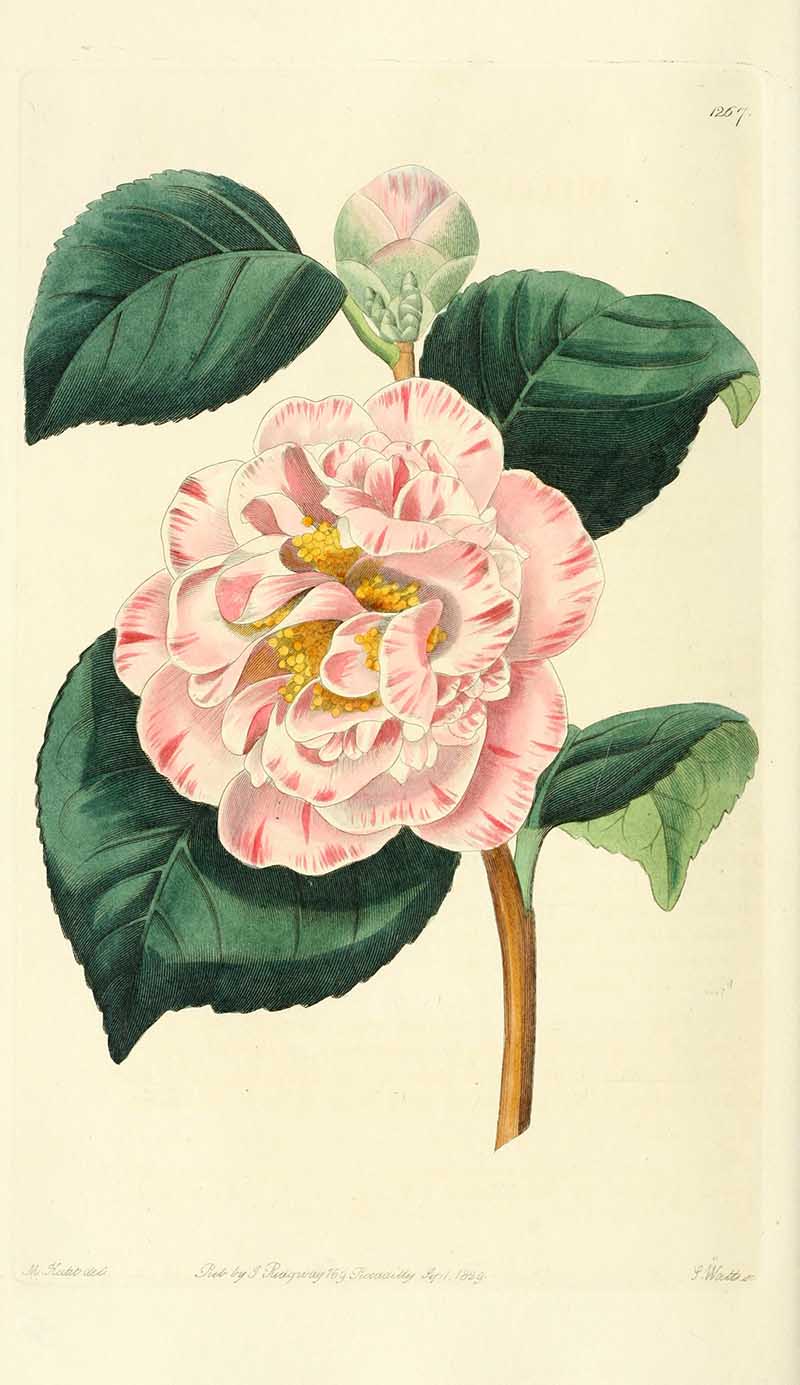 Camellia japonica Edwards Botanical Register