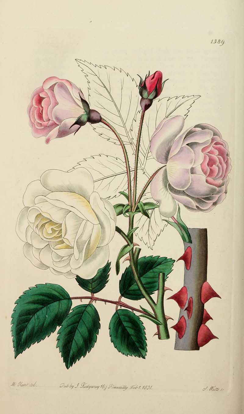 The Ruga Rose Edwards Botanical Register