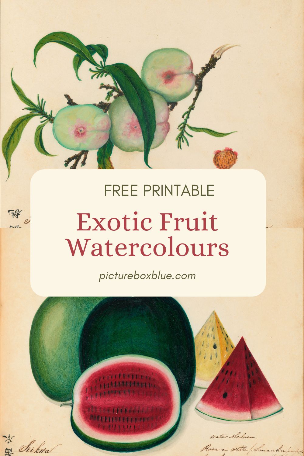 Printable vintage watercolour exotic fruits pin