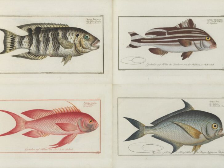 Four of Blochs vintage fish prints for feature image