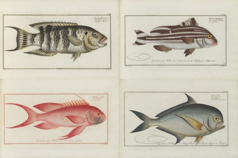 Four of Blochs vintage fish prints for feature image