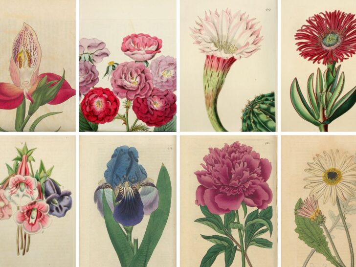 Edwards Botanical flowers feature