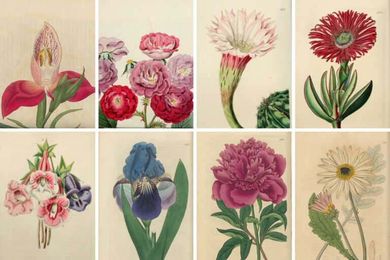 Edwards Botanical flowers feature