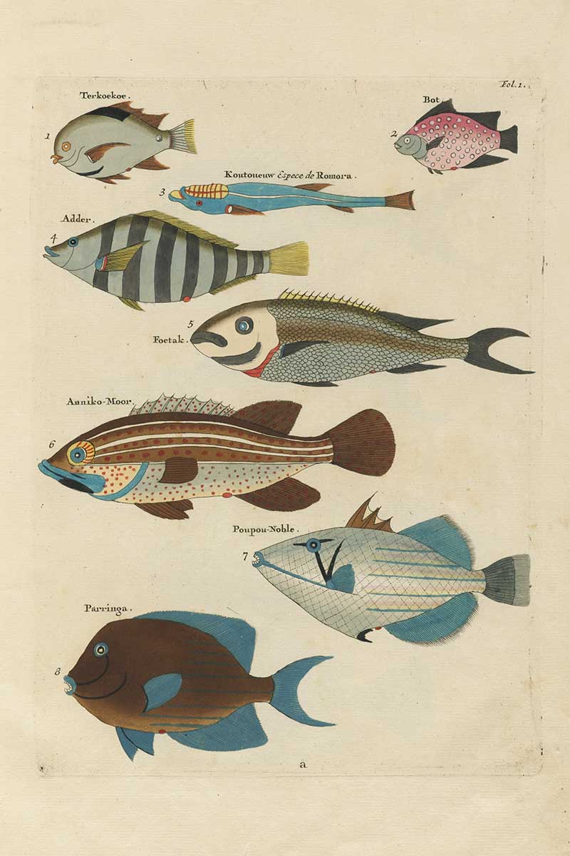Assorted striped, spotted, and brightly colored tropical fish on an antique Louis Renard rainbow fish sea life illustration vintage natural history print