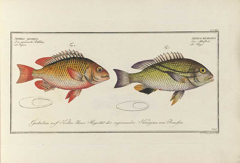 Vintage Marcus Bloch natural history fish print of Two Bream, a detailed illustrated plate from a classic ichthyology work