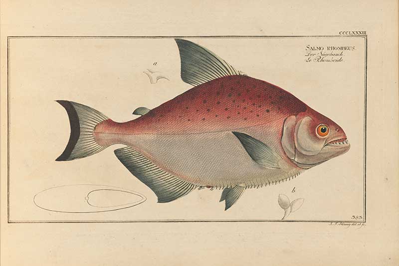 Vintage Marcus Bloch natural history fish print of Piranha, a detailed illustrated plate from a classic ichthyology work