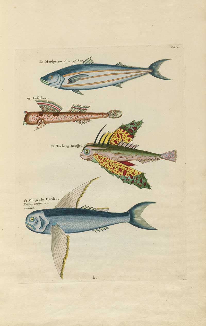 Flying fish, slender fish, and blue scaled sea creatures with fanlike fins on a Louis Renard rainbow fish antique sea life illustration vintage natural history print