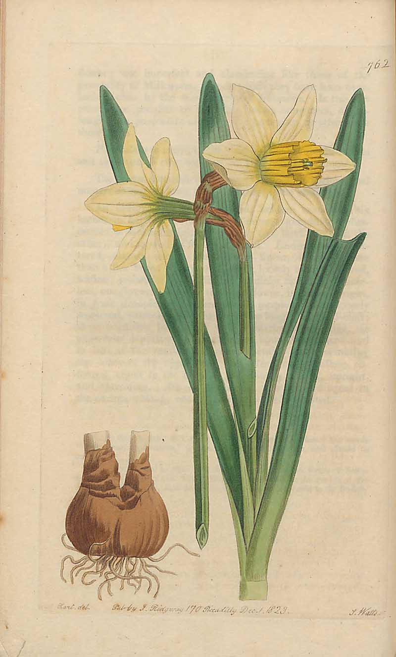 Narcissus Sabini Edwards Botanical Register