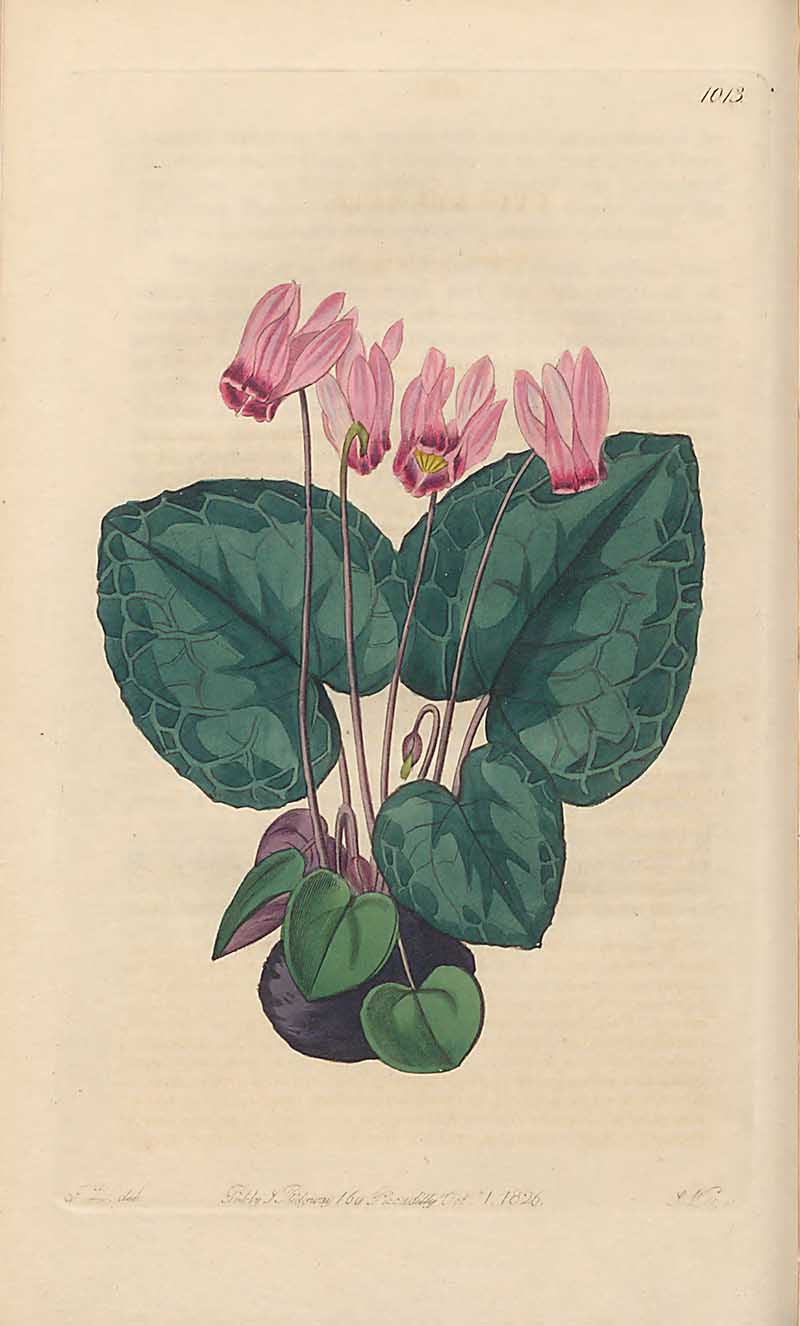 Cyclamen purpurascens edwards Botanical Register