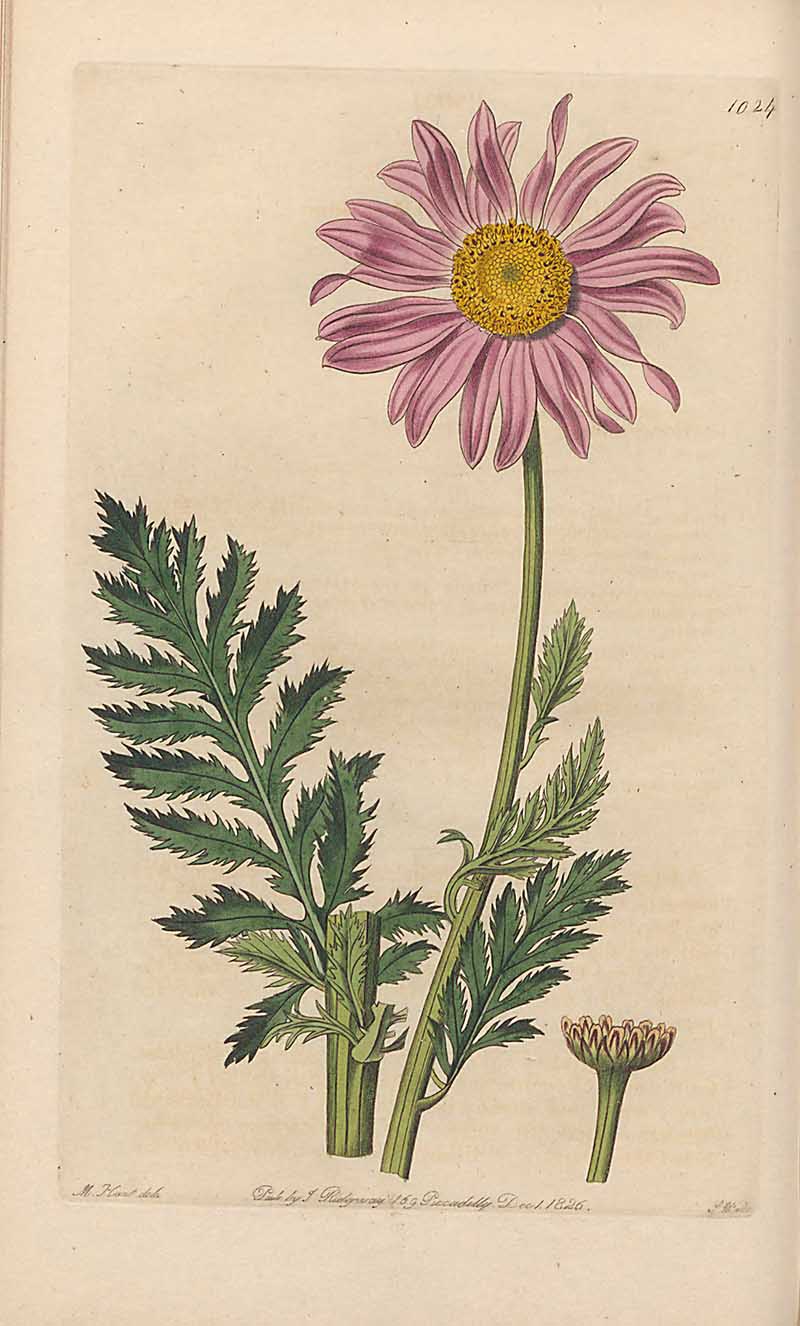 Painted Daisy Edwards Botanical Register
