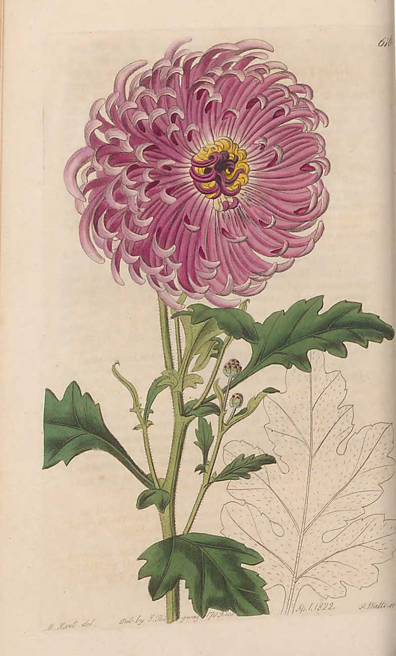uilled Indian Chrsyanthemum edwars Botanical Register
