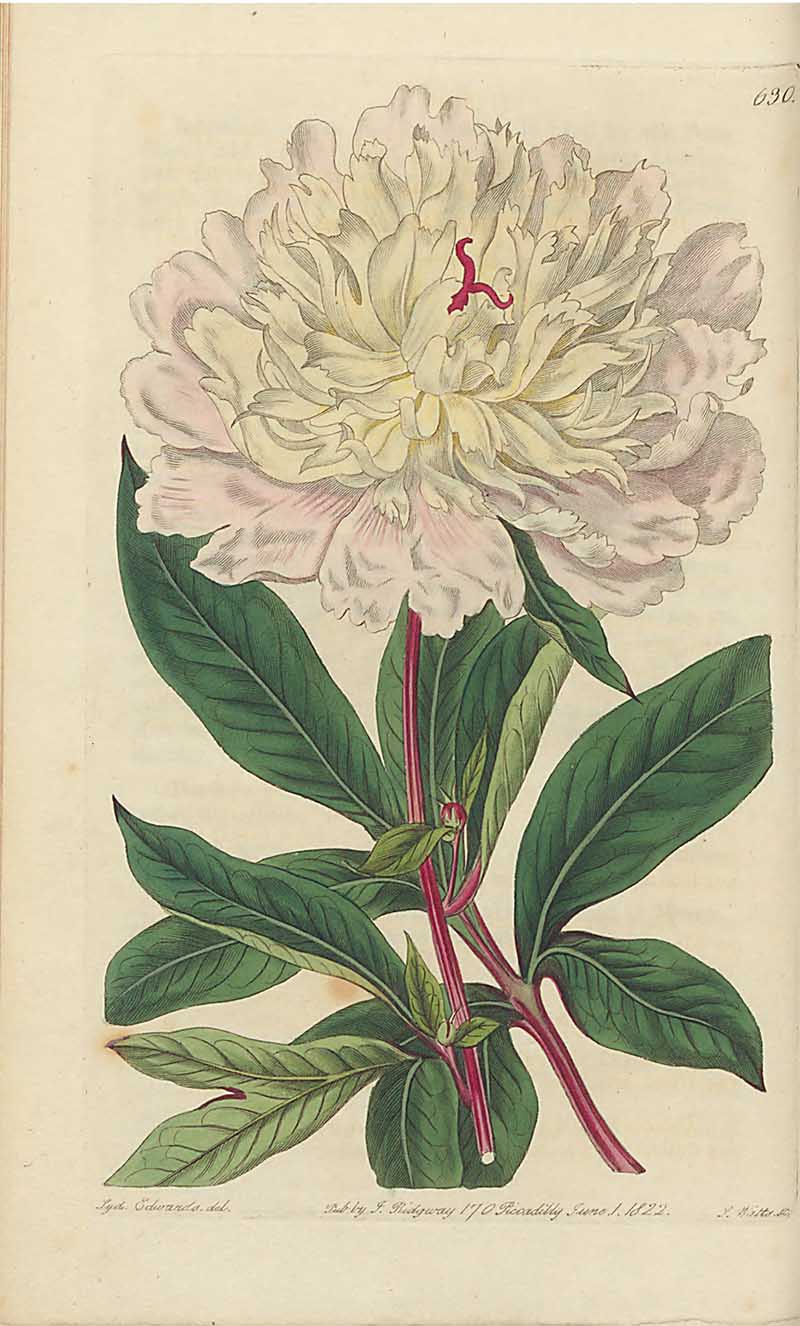 double white Chinese Peony edwards Botanical Regiset