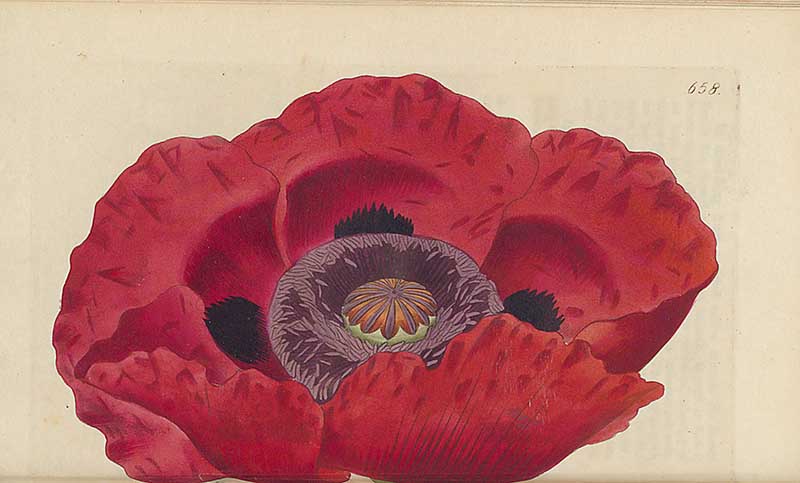 Giant Poppy Edwards Botanical Register