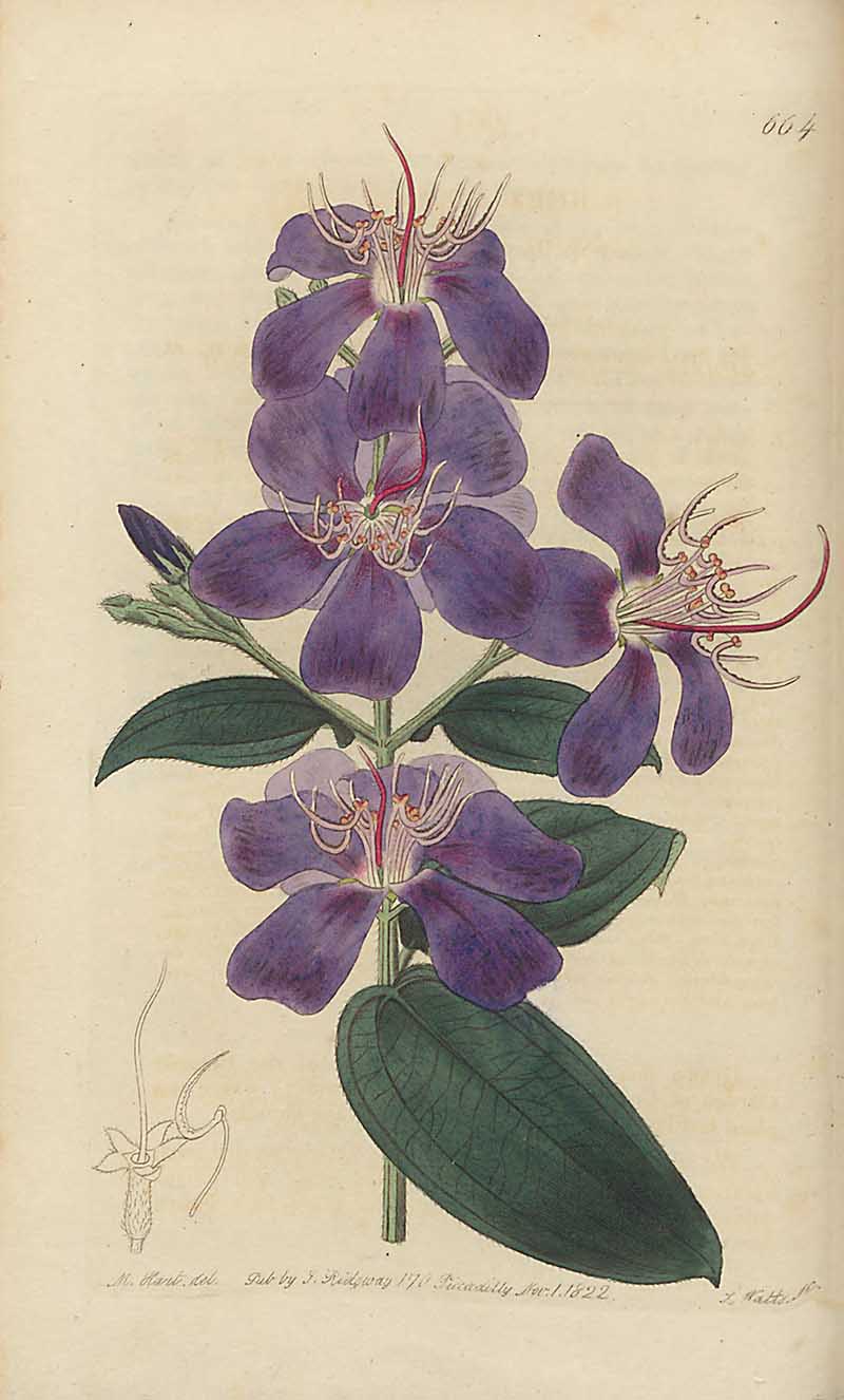 Glory Bush Edwards Botanical Register