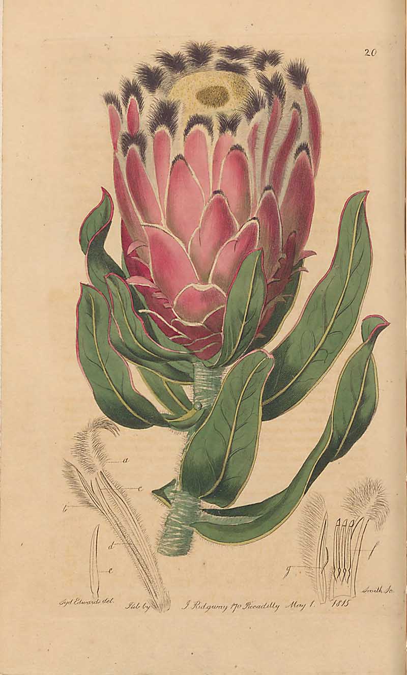 Waved Leaved Protea Edwards Botanical Register