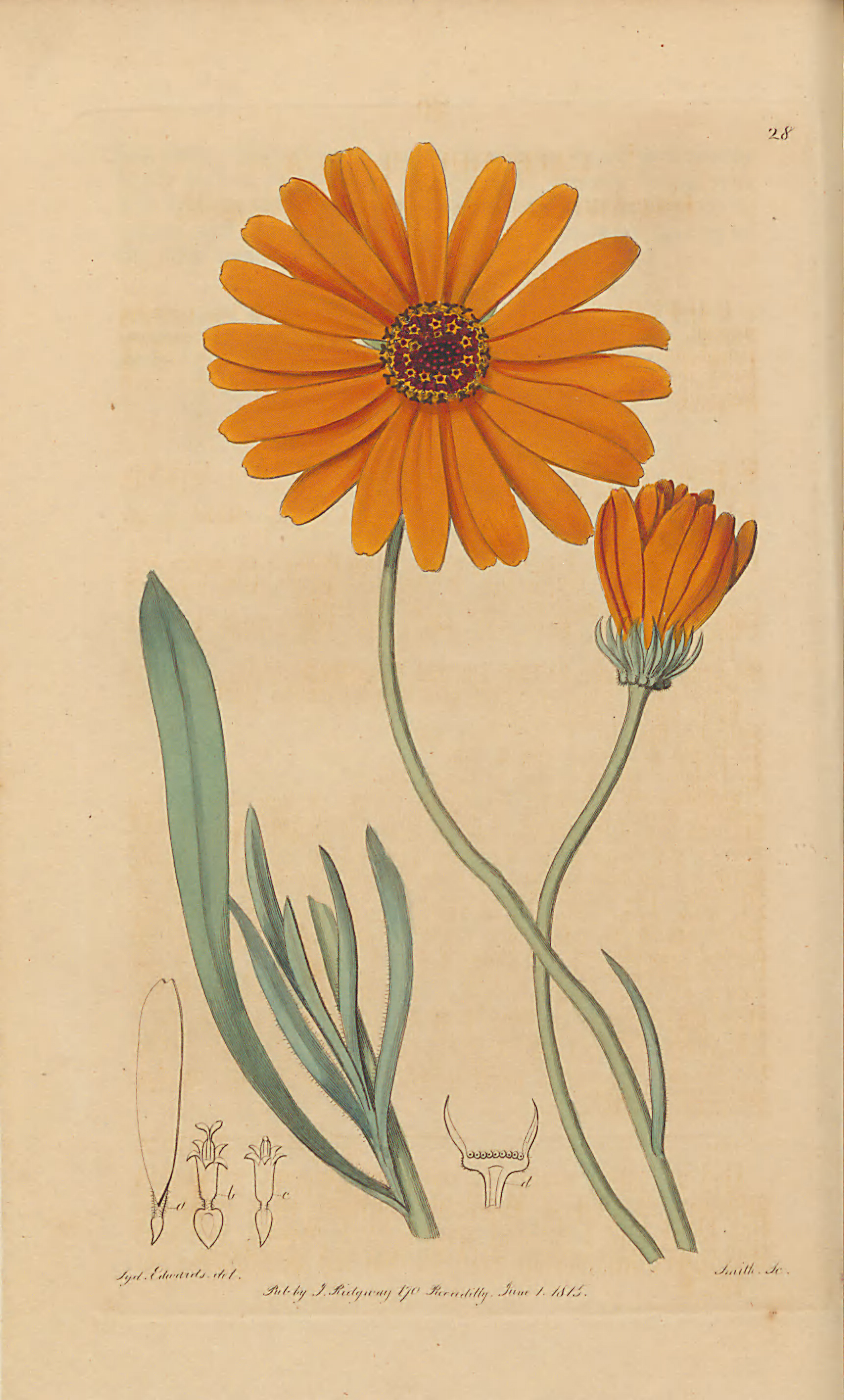 Orange Coloured Cape Marigold Edwards Botanical Register