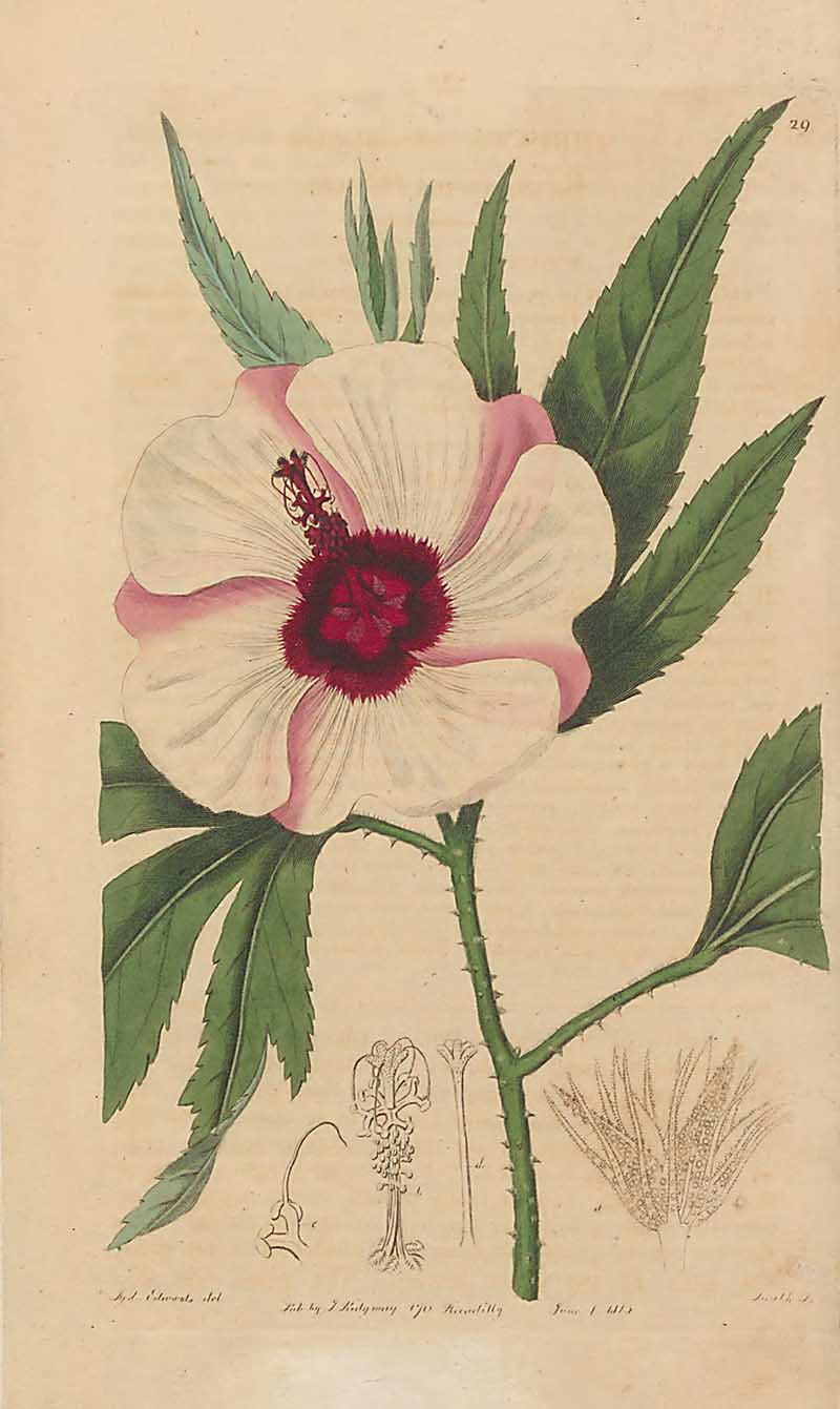 Various Leaved Hibiscus Egawrds Botanical Register