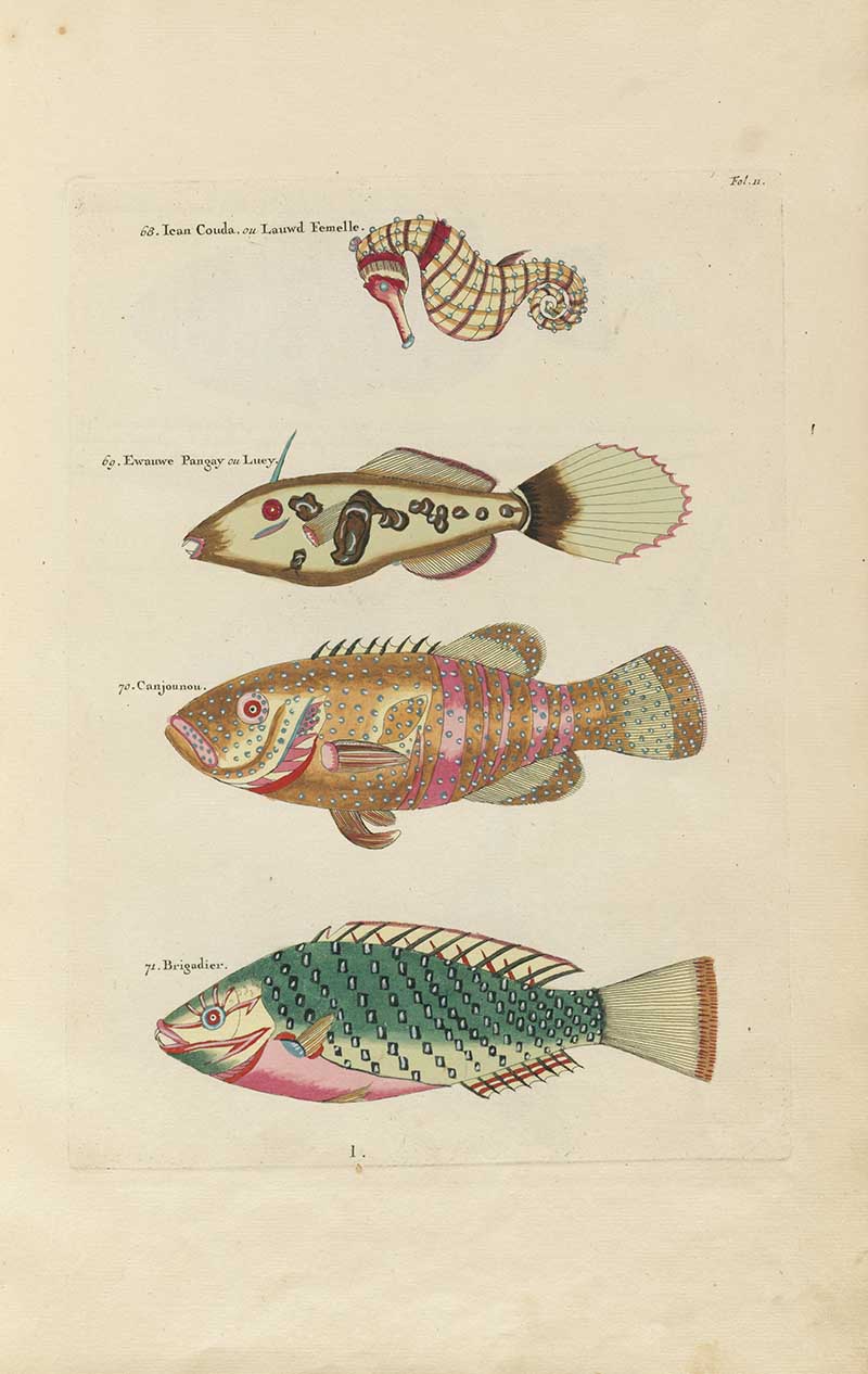Seahorse, spotted fish, and green and pink tropical fish on a Louis Renard rainbow fish antique sea life illustration vintage natural history print