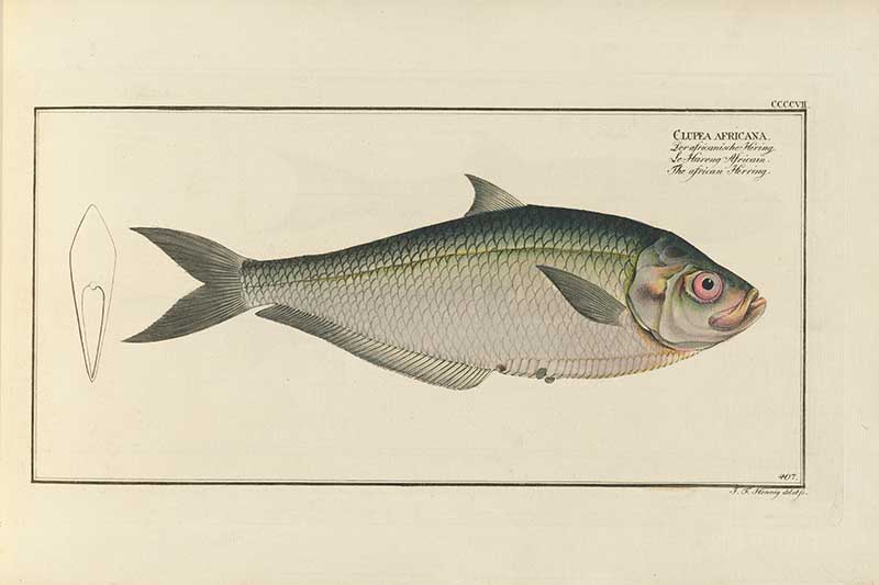 Vintage Marcus Bloch natural history fish print of West African Ilisha, a detailed illustrated plate from a classic ichthyology work