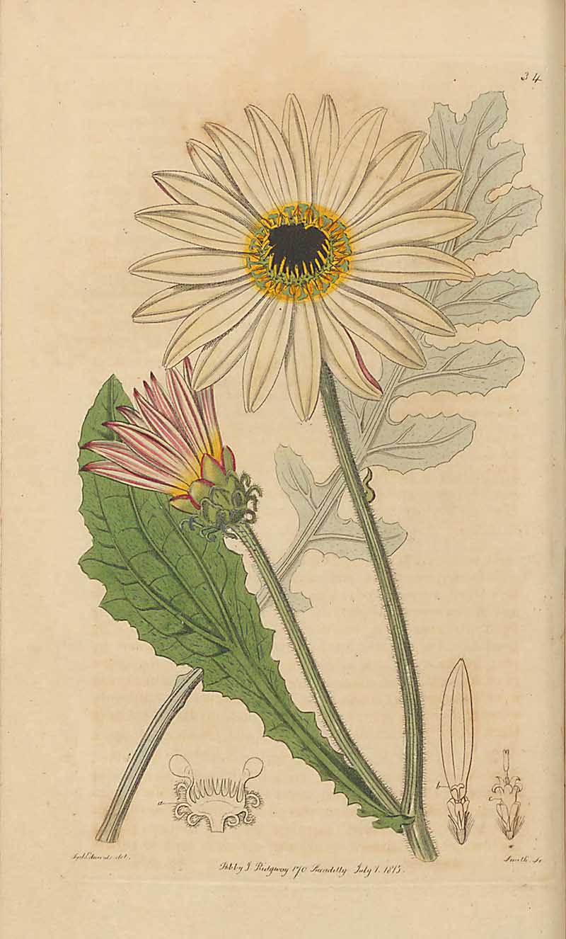 African Daisy Edwards Botanical Register