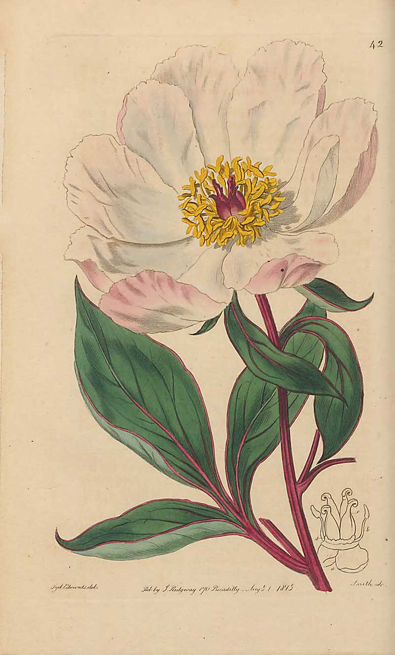 Chinese Peony Edwards Botanical Register