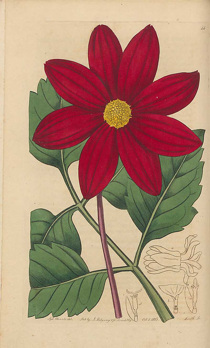 Crimosn Dahlia Edwards Botanical Register