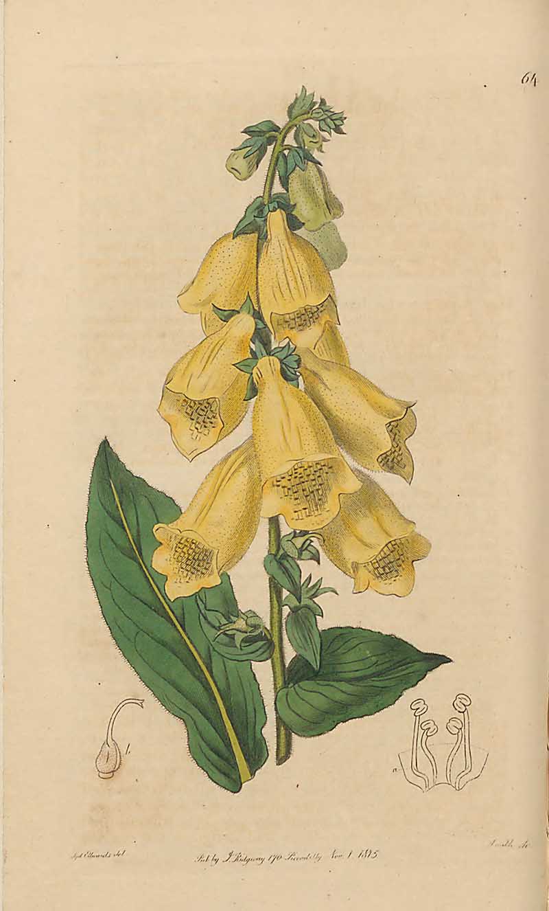 Yellow Foxglove Edwards Botanical Register