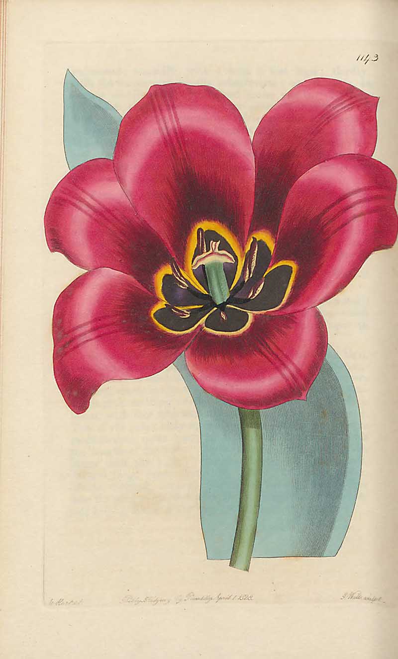 Persian sun's eye tulip  edwards Botanical Register