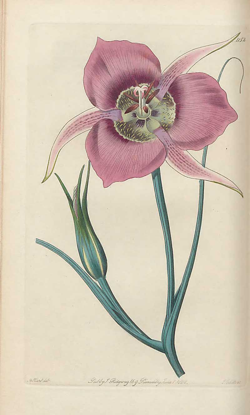  Catalina Mariposa Lily  Victorian botanical from Edwards Botanical Register