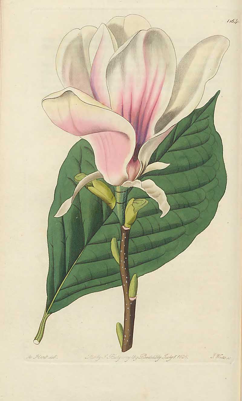 Magnolia Soulangiana Vioctorian Botanical from Edwards Botanical Register
